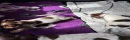 Cocker Spaniel dogs for sale: Bred From Extensively Health Tested Parents - Advert 4