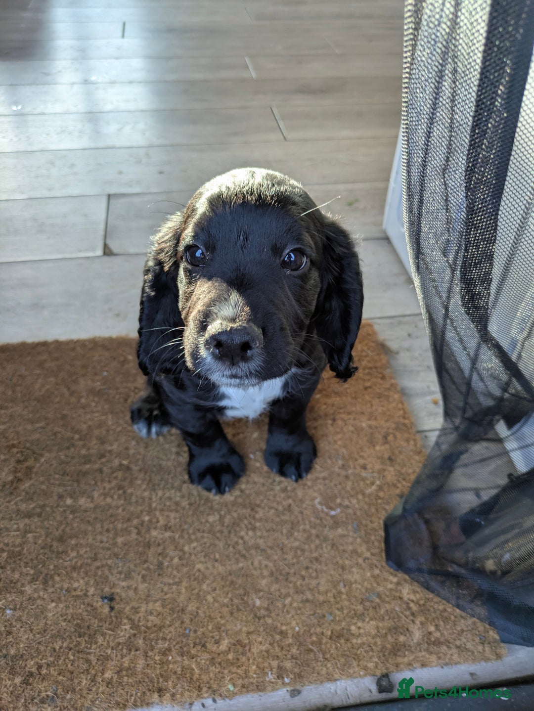 Cocker Spaniel dogs for sale: kc cocker spaniels registered pups - Image 11