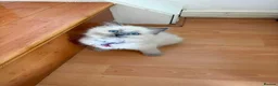 Ragdoll cats for sale: 6 perfect ragdoll kittens - Advert 16