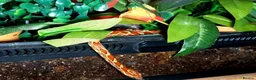 Corn Snake reptiles for sale: Corn snake 2025 / 2026 cornsnake hatchlings  - Advert 5