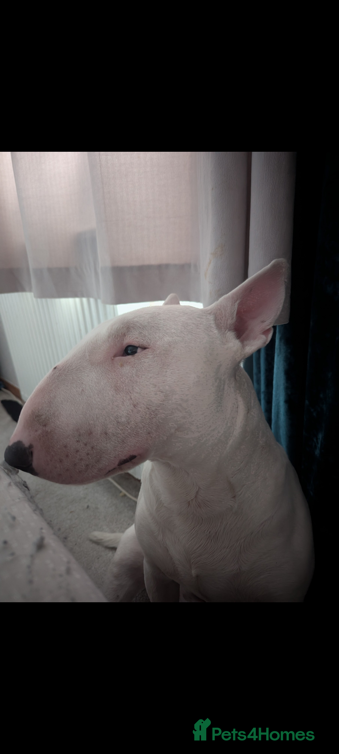 English Bull Terrier dogs for stud: English Bull terrier All white  - Advert 8