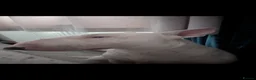 English Bull Terrier dogs for stud: English Bull terrier All white stud - Advert 8