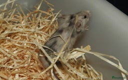 Mouse rodents for sale: Satin, long and short haired varieties  - Image 1