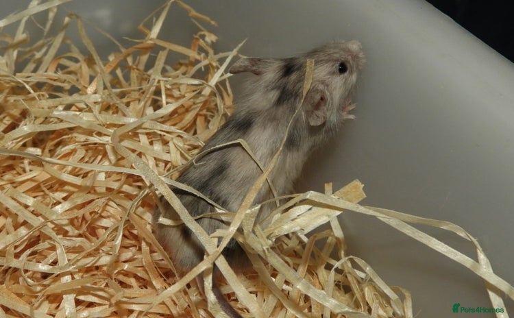 Mouse rodents - Advert 1