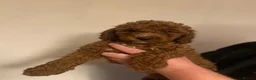 Cavapoo dogs for sale: Beautiful Cavapoo Puppies - Advert 2