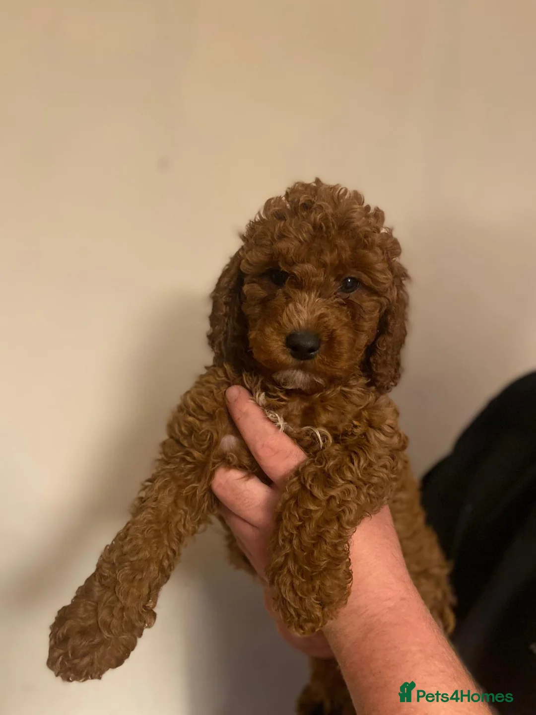 Cavapoo dogs for sale: Beautiful Cavapoo Puppies - Advert 2