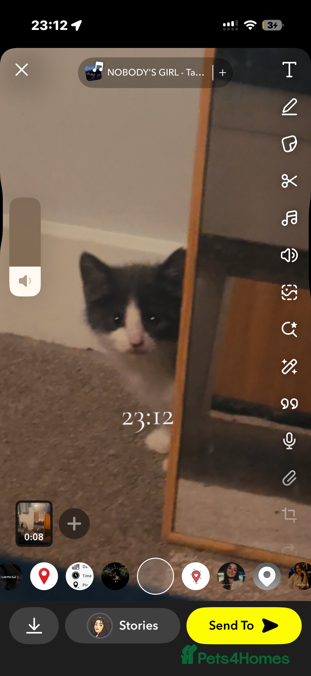 Mixed Breed cats for sale: Jacky - Advert 3