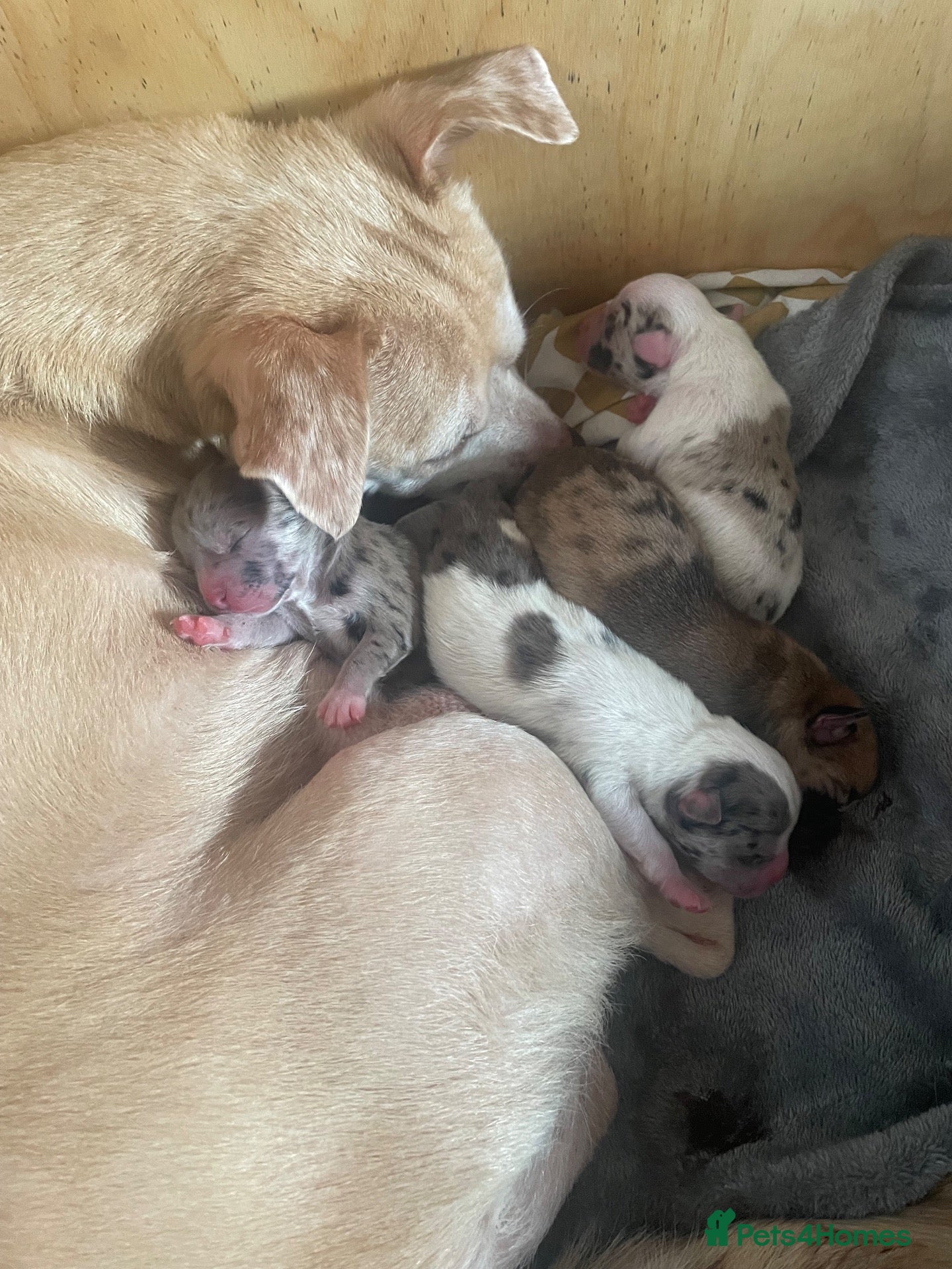 Mixed Breed dogs Mixed breed puppies  - Advert 1