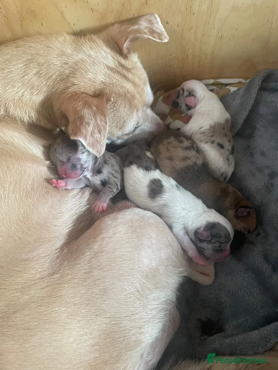 Mixed Breed dogs for sale: Mixed breed puppies  in Ashton-under-Lyne - Advert 1
