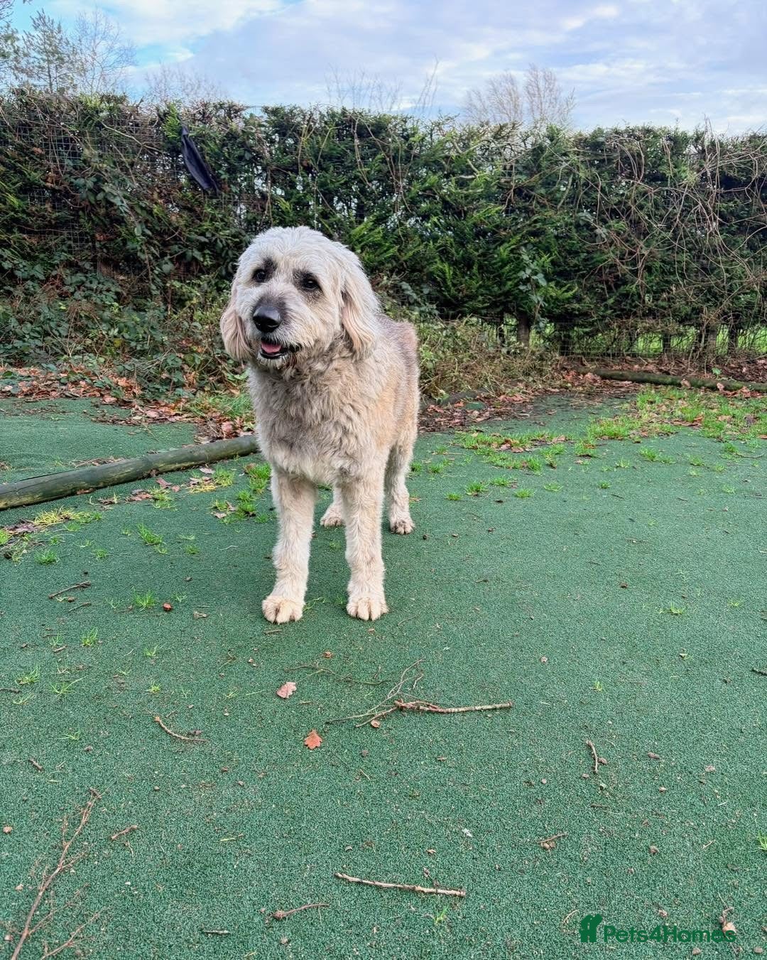 Mixed Breed dogs for adoption: 💚 Oscar - our bear boy💚 - Advert 12