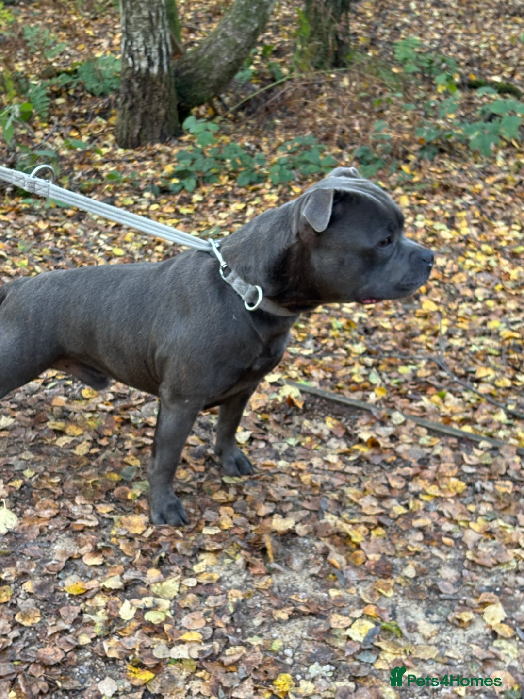 Staffordshire Bull Terrier dogs for stud: BEAUTBULLS BLUE KC REGISTERED STUD - Advert 3