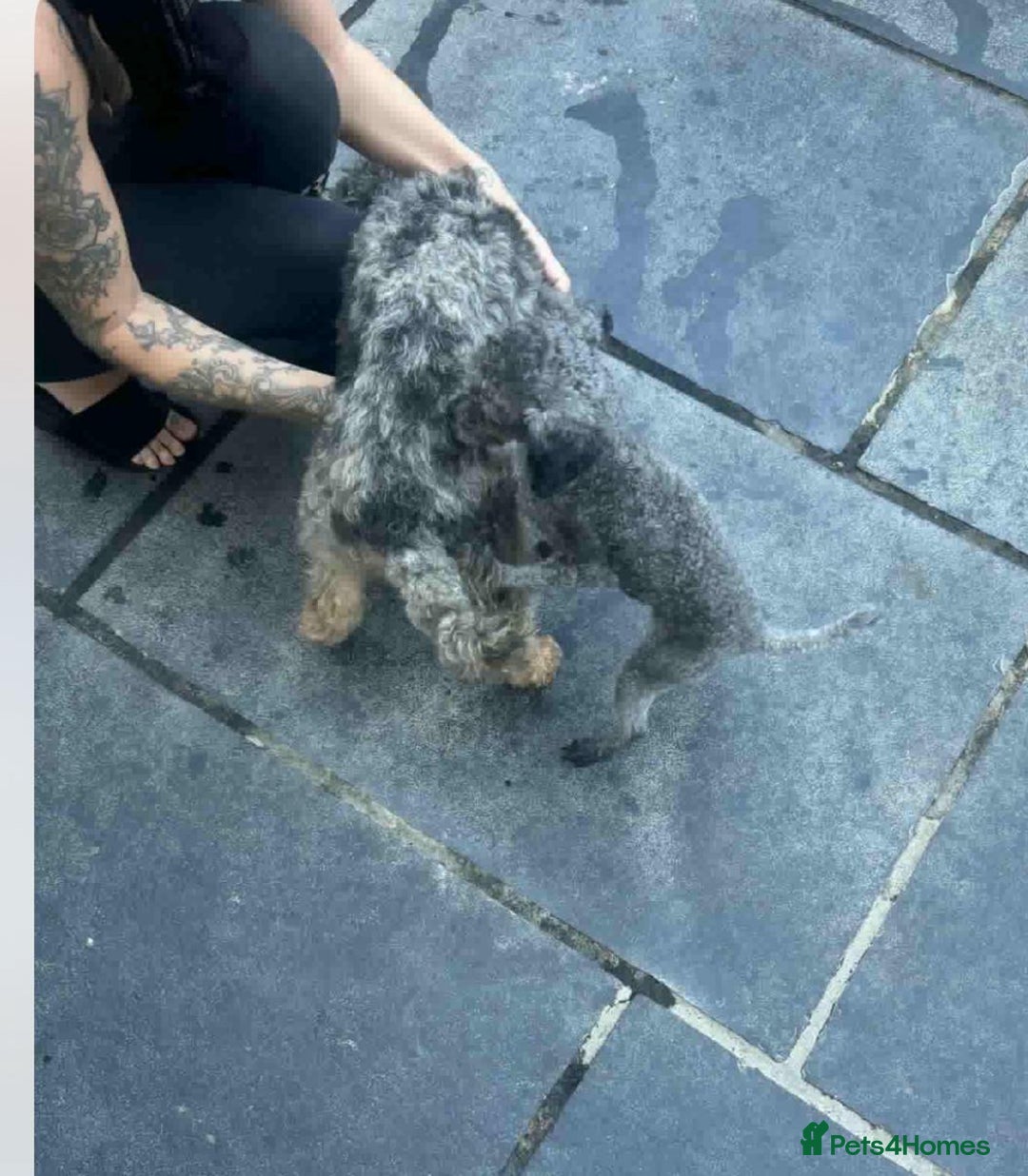 Cockapoo dogs for sale: Health tested Asian toy Cockapoo puppies  - Image 18