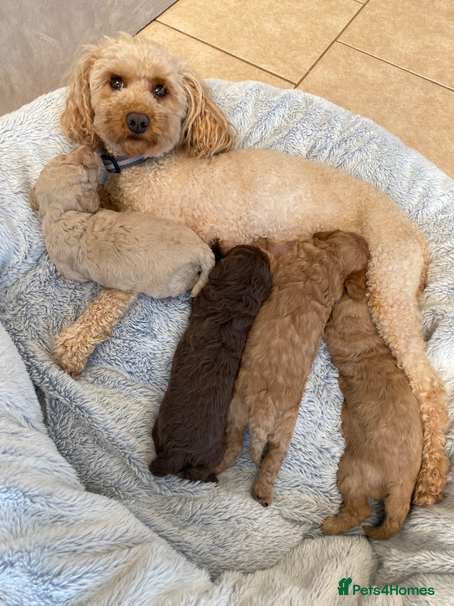 Cavapoo dogs Boy Cavapoo puppies - Advert 6