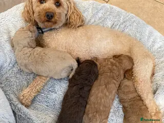 Cavapoo dogs Boy Cavapoo puppies - Advert 6