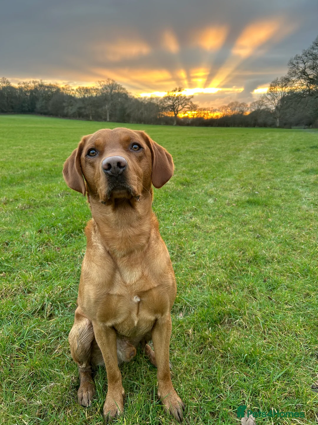 Labrador Retriever dogs for stud:  Proven O/O Hips & Elbows KC Fox Red Labrador  in Hereford - Advert 2
