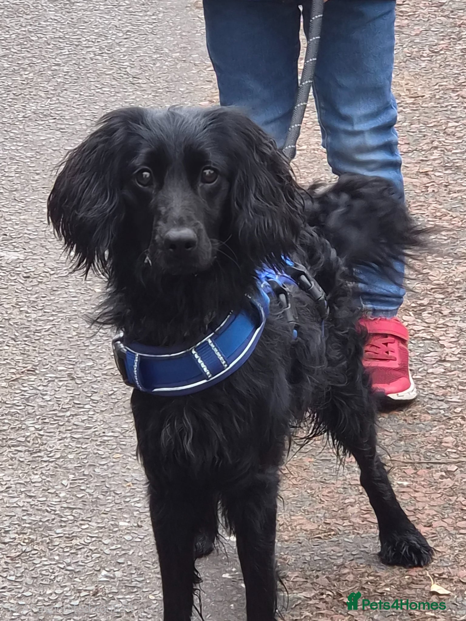 Mixed Breed dogs Patch 1 year 4 months - Advert 16