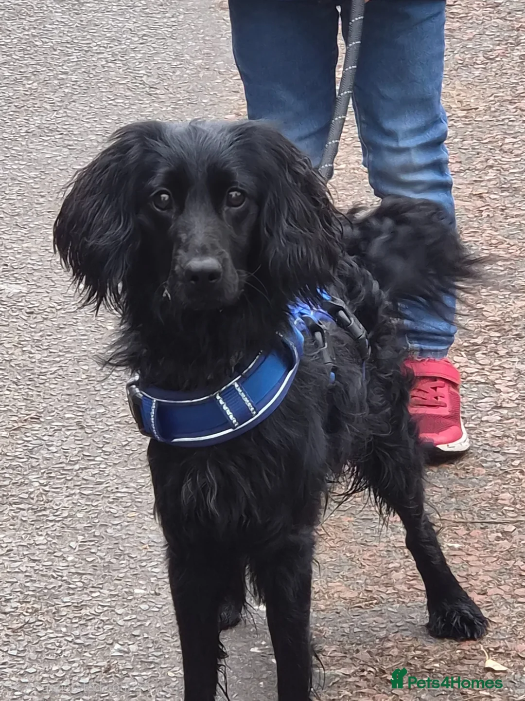 Mixed Breed dogs for sale: Patch 1 year 4 months - Advert 1