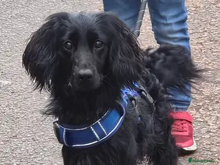 Mixed Breed dogs Patch 1 year 4 months - Advert 16