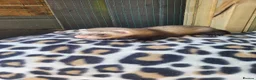 Ferret rodents for sale: 6 beautiful kits ready for new homes in Newport - Advert 13
