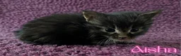 Maine Coon cats for sale: Champion Sired Maine Coon Kittens  TICA Registered in London - Advert 3