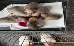 French Bulldog dogs for sale: Litter of mixed colour French bulldog puppies  - Advert 12