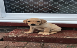 Labrador Retriever dogs for sale: One Beautiful KC Reg Lab Puppy Left- Ready Now - Image 5