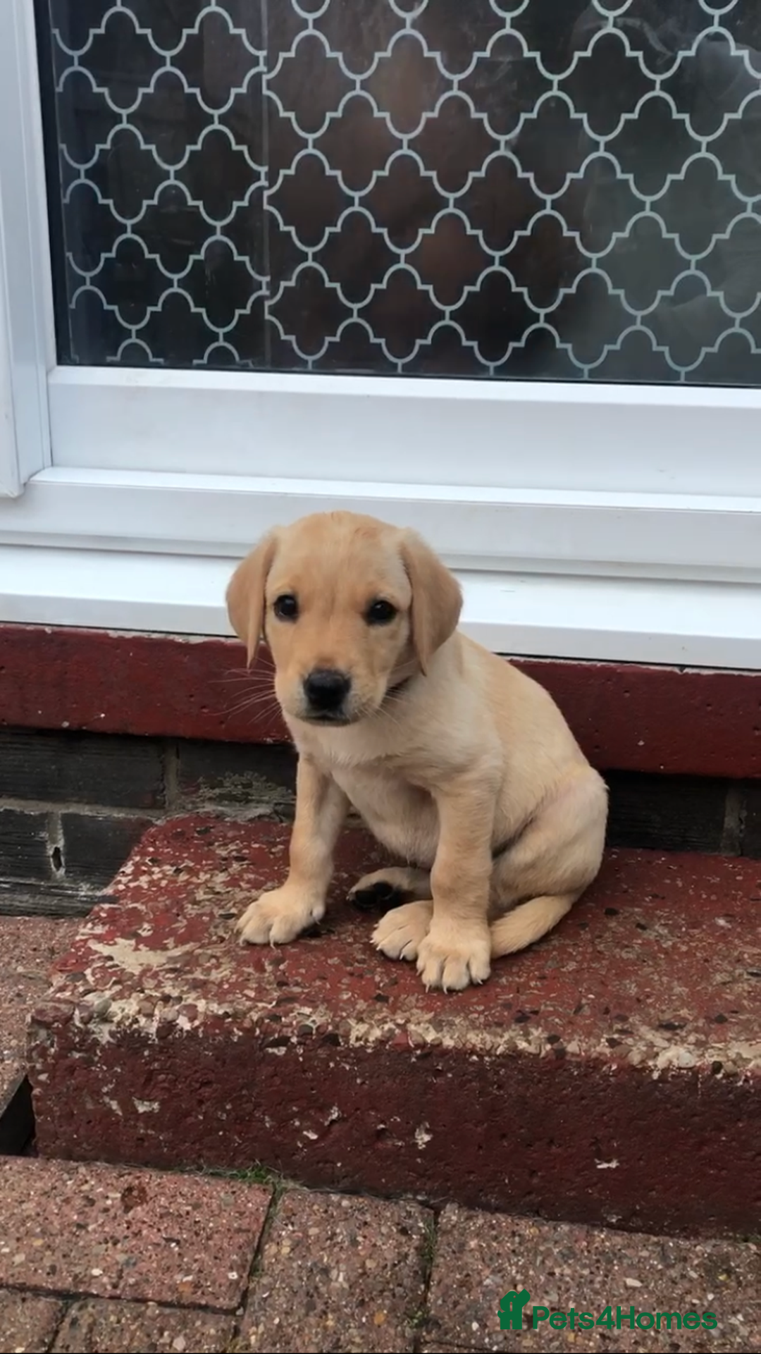 Labrador Retriever dogs for sale: One Beautiful KC Reg Lab Puppy Left- Ready Now - Image 5