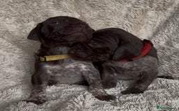 German Shorthaired Pointer dogs for sale: German Shorthaired Pointer Puppies - Leeds - Advert 2