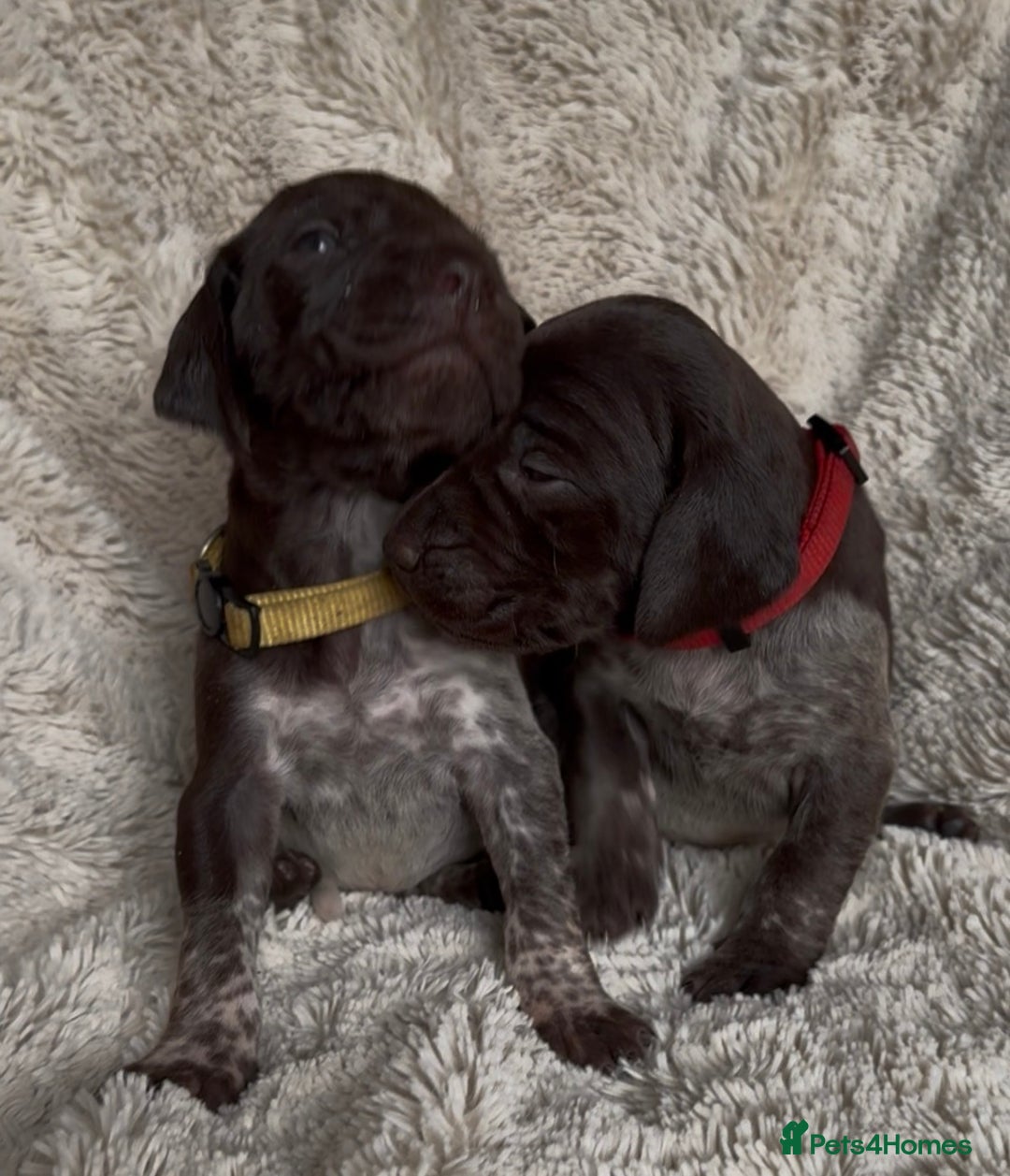 German Shorthaired Pointer dogs for sale: German Shorthaired Pointer Puppies - Leeds - Advert 2