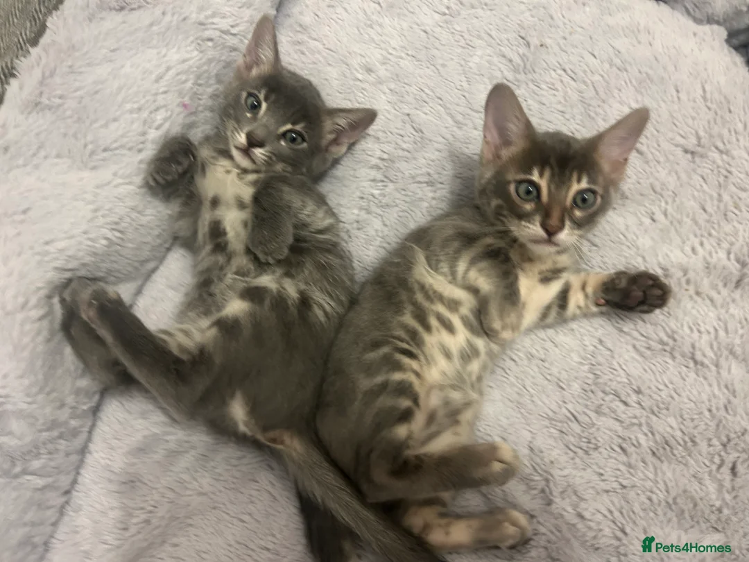 Bengal cats for sale: 💙Beautiful Blue Bengal Kittens - TICA Reg 💙 - Advert 12