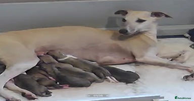 Whippet dogs Top quality bitch - Advert 9