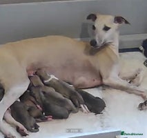 Whippet dogs Top quality bitch - Advert 3