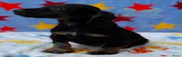 Cocker Spaniel dogs for sale: KC BLACK AND TAN boys 17 dna health tested clear  - Advert 5