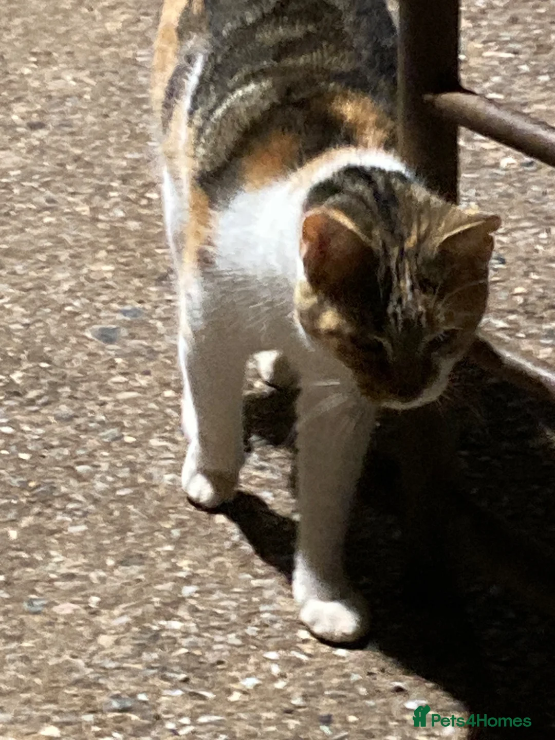 Mixed Breed cats for sale: Playful kittens for sale - Advert 2
