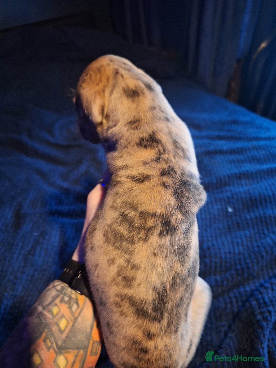 Lurcher dogs for sale: Really Now saluki Lurcher  - Advert 31