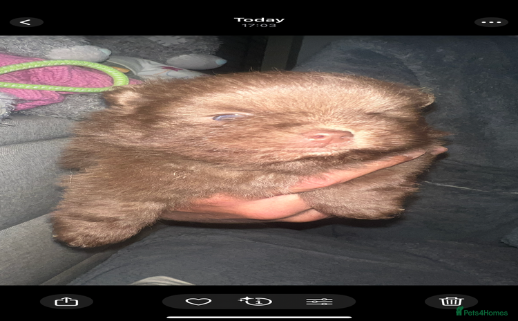 Pomeranian dogs - Advert 7