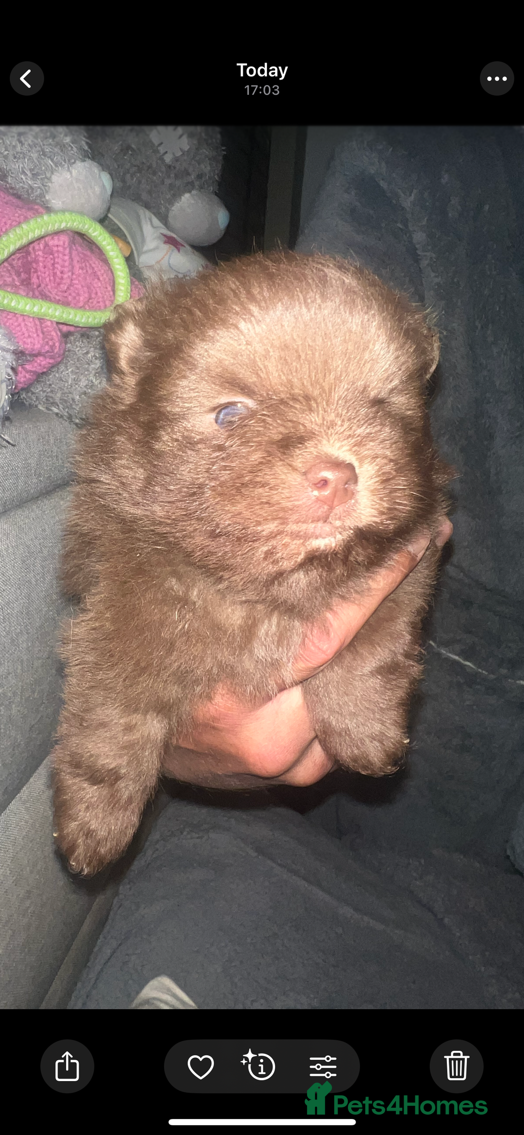 Pomeranian dogs for sale: Pomeranian pups BOY sold GIRL REMAINING 🐶 - Advert 5