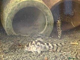 Corys fish - Advert 2