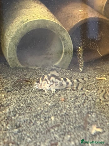 Corys fish - Advert 1