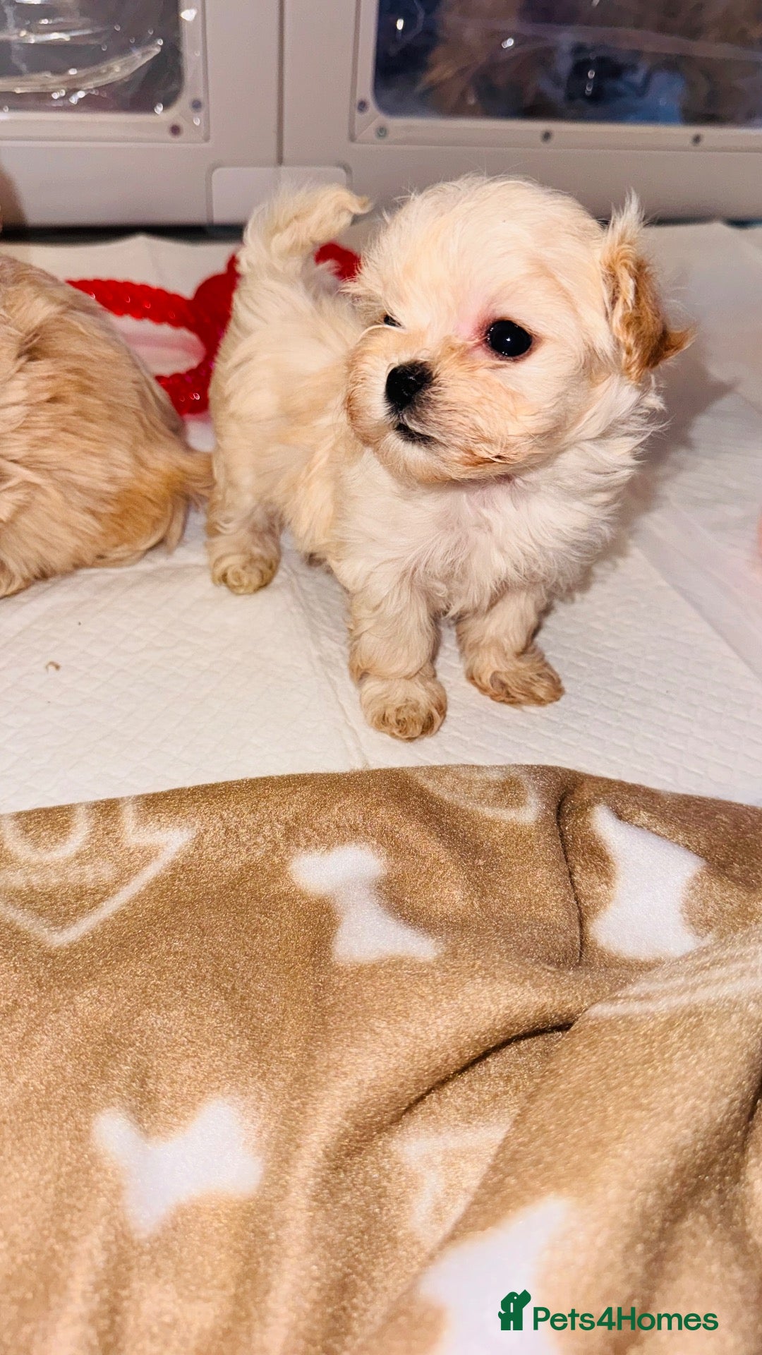 Maltipoo dogs 🐾 Gorgeous Maltipoo Puppies 🐾 - Advert 1