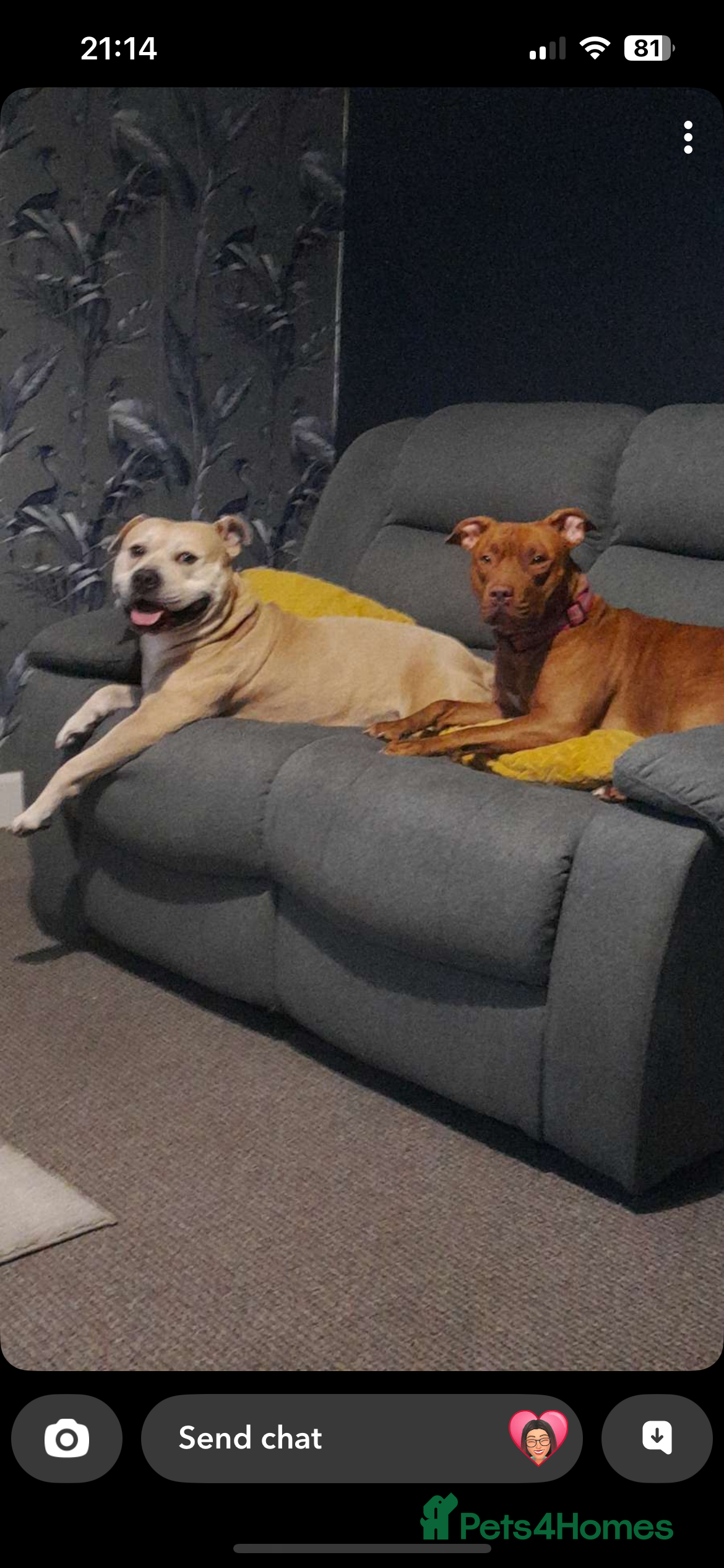 Mixed Breed dogs Bully cross  - Advert 1