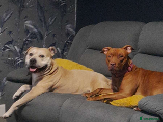 Mixed Breed dogs Bully cross - Advert 1