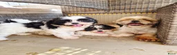 Shihpoo dogs for sale: Gorgeous puppies looking for there forever homes - Advert 9