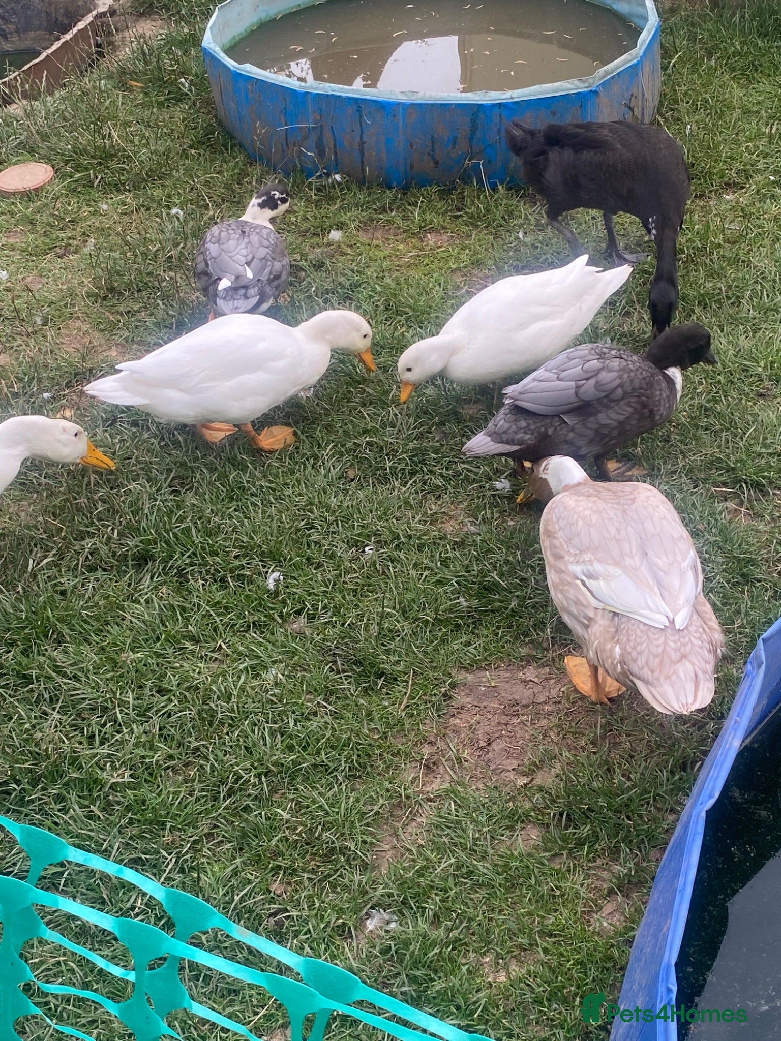 Ducks poultry Male call ducks available  - Advert 1