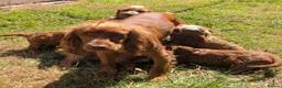 Cockapoo dogs for sale: Beautiful red pups from health tested parents - Advert 39