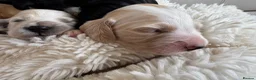 Cocker Spaniel dogs for sale: Show type cocker spaniel puppie  - Advert 14