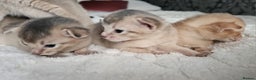 Abyssinian cats for sale: Abyssinian  - Advert 17