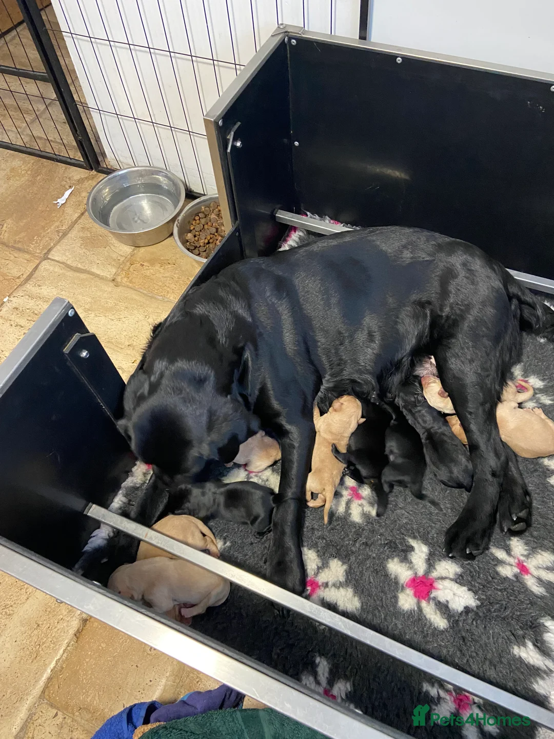 Labrador Retriever dogs for sale: Stunning Chunky KC Registered Labrador Puppies  - Advert 11