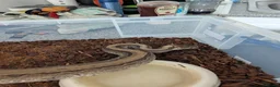 Python Snake reptiles for sale: Male jigsaw royal python approx 5 to 6 years  - Advert 2