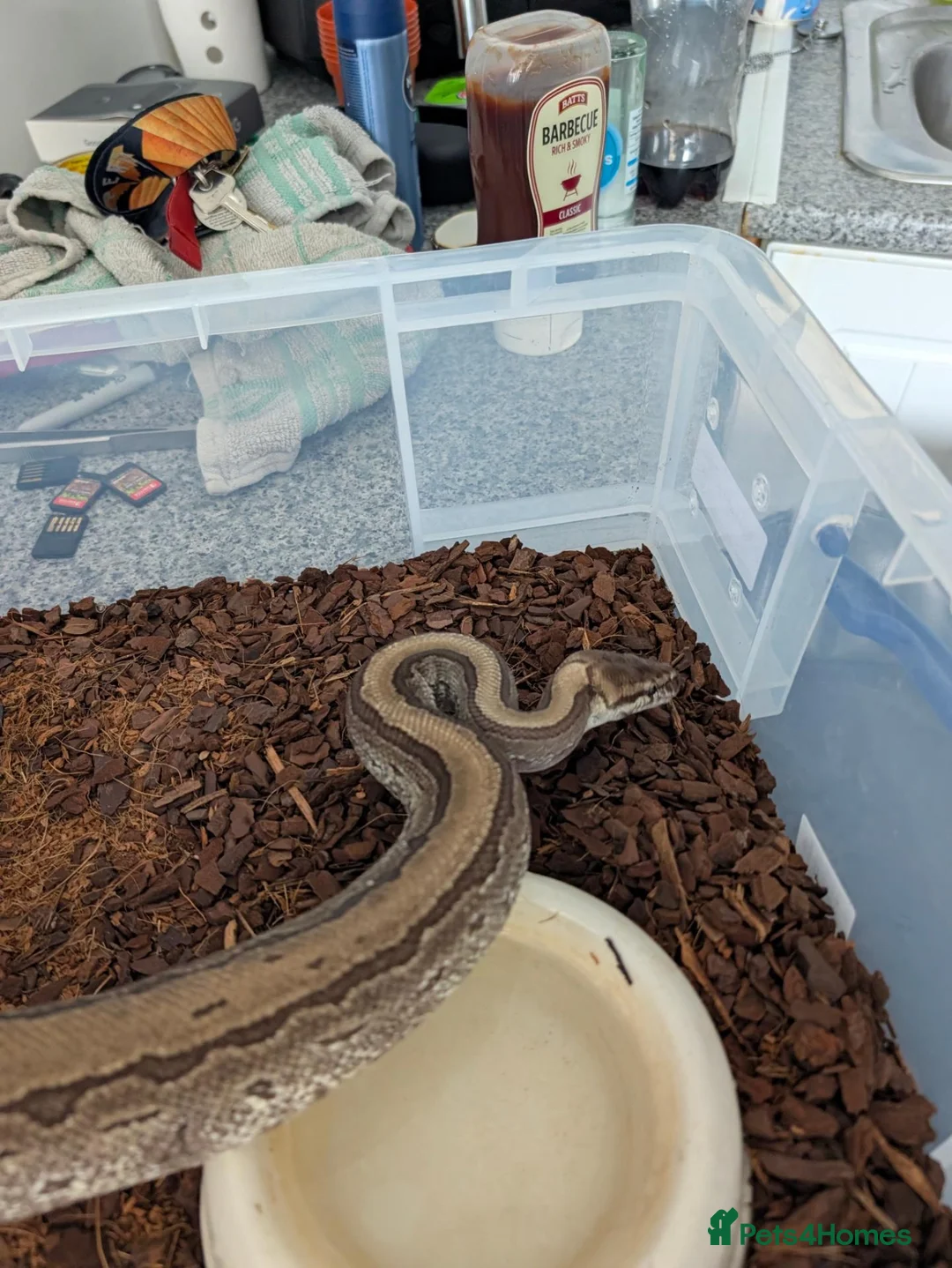 Python Snake reptiles for sale: Male jigsaw royal python approx 5 to 6 years  - Advert 2
